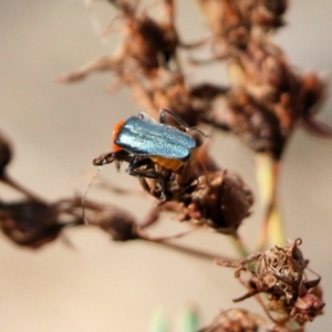 Chauliognathus tricolor at Wodonga - 7 Mar 2021