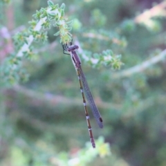 Austrolestes leda (Wandering Ringtail) at Wodonga - 6 Mar 2021 by Kyliegw