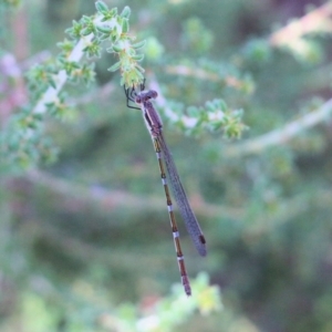 Austrolestes leda at Wodonga - 7 Mar 2021