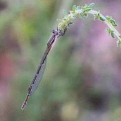 Austrolestes leda at Wodonga - 7 Mar 2021 09:43 AM