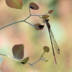 Austrolestes leda at Wodonga - 7 Mar 2021