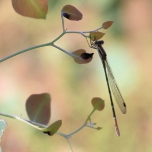 Austrolestes leda at Wodonga - 7 Mar 2021