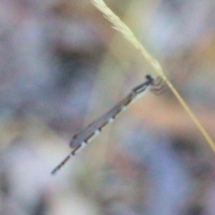 Austrolestes leda at Wodonga - 7 Mar 2021