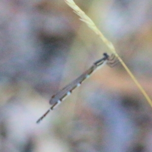 Austrolestes leda at Wodonga - 7 Mar 2021