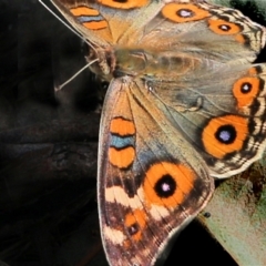 Junonia villida (Meadow Argus) at Wodonga - 6 Mar 2021 by Kyliegw