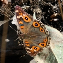 Junonia villida at Wodonga - 7 Mar 2021 09:52 AM