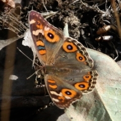 Junonia villida at Wodonga - 7 Mar 2021