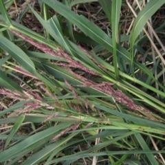 Sorghum halepense (Johnson Grass) at Macgregor, ACT - 6 Feb 2021 by pinnaCLE