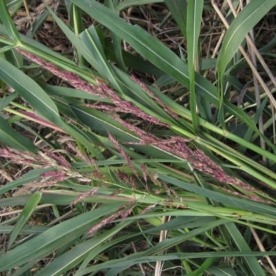 Sorghum halepense (Johnson Grass) at Umbagong District Park - 6 Feb 2021 by pinnaCLE
