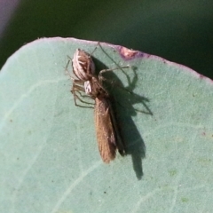 Oxyopes sp. (genus) (Lynx spider) at Jack Perry Reserve - 6 Mar 2021 by Kyliegw