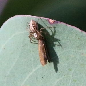 Oxyopes sp. (genus) at Wodonga, VIC - 7 Mar 2021