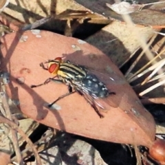 Sarcophagidae sp. (family) (Unidentified flesh fly) at Wodonga - 6 Mar 2021 by Kyliegw