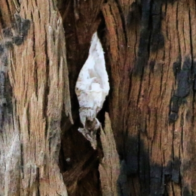 Hyalarcta nigrescens (Ribbed Case Moth) at Wodonga, VIC - 6 Mar 2021 by Kyliegw
