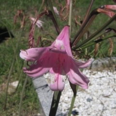 Amaryllis belladonna (Naked Ladies, Belladonna Lily) at Hall Cemetery - 26 Feb 2021 by pinnaCLE