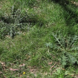 Cirsium vulgare at Hall, ACT - 26 Feb 2021