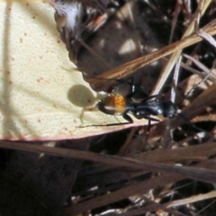 Unidentified Ant (Hymenoptera, Formicidae) at Wodonga - 6 Mar 2021 by Kyliegw