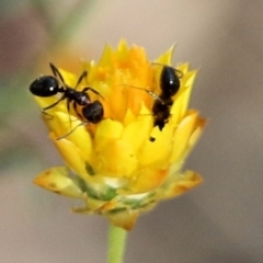 Unidentified Ant (Hymenoptera, Formicidae) at Jack Perry Reserve - 6 Mar 2021 by Kyliegw