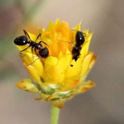 Unidentified Ant (Hymenoptera, Formicidae) at Jack Perry Reserve - 6 Mar 2021 by Kyliegw