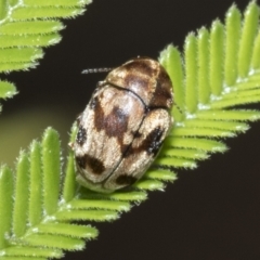 Elaphodes cervinus (Leaf beetle) at Hawker, ACT - 28 Feb 2021 by AlisonMilton
