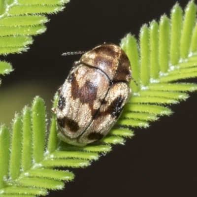 Elaphodes cervinus (Leaf beetle) at Hawker, ACT - 28 Feb 2021 by AlisonMilton