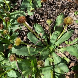 Solenogyne dominii at Murrumbateman, NSW - 7 Mar 2021