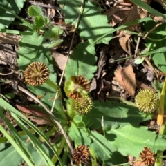 Solenogyne dominii at Murrumbateman, NSW - 7 Mar 2021