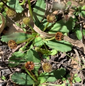 Solenogyne dominii at Murrumbateman, NSW - 7 Mar 2021