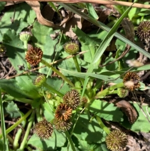 Solenogyne dominii at Murrumbateman, NSW - 7 Mar 2021