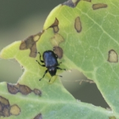 Euops sp. (genus) (A leaf-rolling weevil) at The Pinnacle - 5 Mar 2021 by AlisonMilton