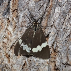Nyctemera amicus (Senecio Moth, Magpie Moth, Cineraria Moth) at Namadgi National Park - 6 Mar 2021 by RodDeb