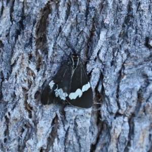 Nyctemera amicus at Paddys River, ACT - 6 Mar 2021