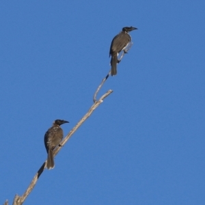 Philemon corniculatus at Paddys River, ACT - 6 Mar 2021 06:29 PM