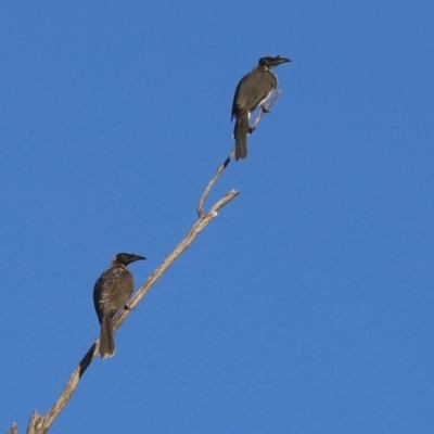 Philemon corniculatus (Noisy Friarbird) at Namadgi National Park - 6 Mar 2021 by RodDeb