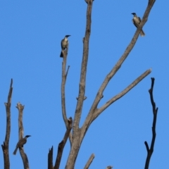 Philemon corniculatus at Paddys River, ACT - 6 Mar 2021