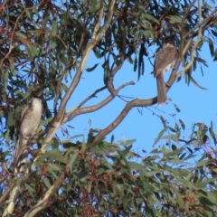 Philemon corniculatus at Paddys River, ACT - 6 Mar 2021