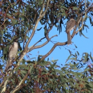 Philemon corniculatus at Paddys River, ACT - 6 Mar 2021 06:29 PM