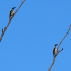 Philemon corniculatus at Paddys River, ACT - 6 Mar 2021 06:29 PM