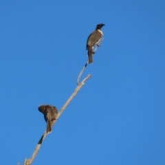 Philemon corniculatus at Paddys River, ACT - 6 Mar 2021 06:29 PM