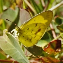 Eurema smilax (Small Grass-yellow) at Mount Mugga Mugga - 7 Mar 2021 by JohnBundock