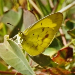 Eurema smilax at Symonston, ACT - 7 Mar 2021 12:27 PM