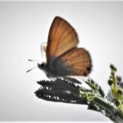 Nacaduba biocellata (Two-spotted Line-Blue) at Holt, ACT - 7 Mar 2021 by JohnBundock