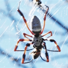 Trichonephila edulis (Golden orb weaver) at Stony Creek - 5 Mar 2021 by JohnBundock