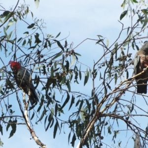 Callocephalon fimbriatum at Hawker, ACT - 7 Mar 2021