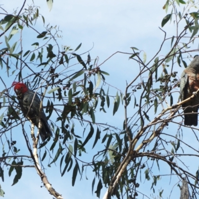 Callocephalon fimbriatum (Gang-gang Cockatoo) at Hawker, ACT - 7 Mar 2021 by sangio7