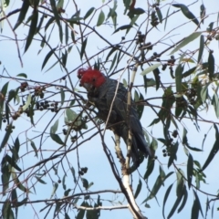 Callocephalon fimbriatum at Hawker, ACT - 7 Mar 2021