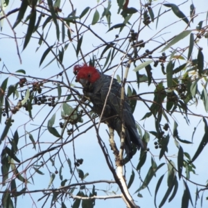 Callocephalon fimbriatum at Hawker, ACT - 7 Mar 2021