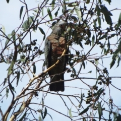 Callocephalon fimbriatum at Hawker, ACT - 7 Mar 2021