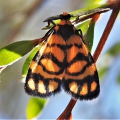 Asura lydia (Lydia Lichen Moth) at Coree, ACT - 5 Mar 2021 by JohnBundock