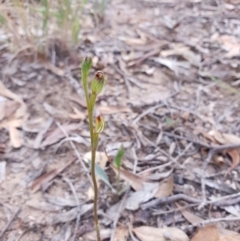 Speculantha rubescens (Blushing Tiny Greenhood) at Aranda, ACT - 3 Mar 2021 by Chantal