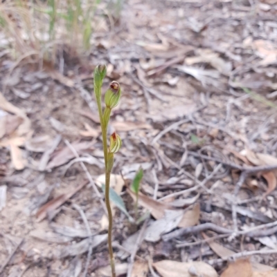 Speculantha rubescens (Blushing Tiny Greenhood) at Aranda, ACT - 2 Mar 2021 by Chantal